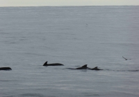 160803_Perfect_weather_for_whale_watching