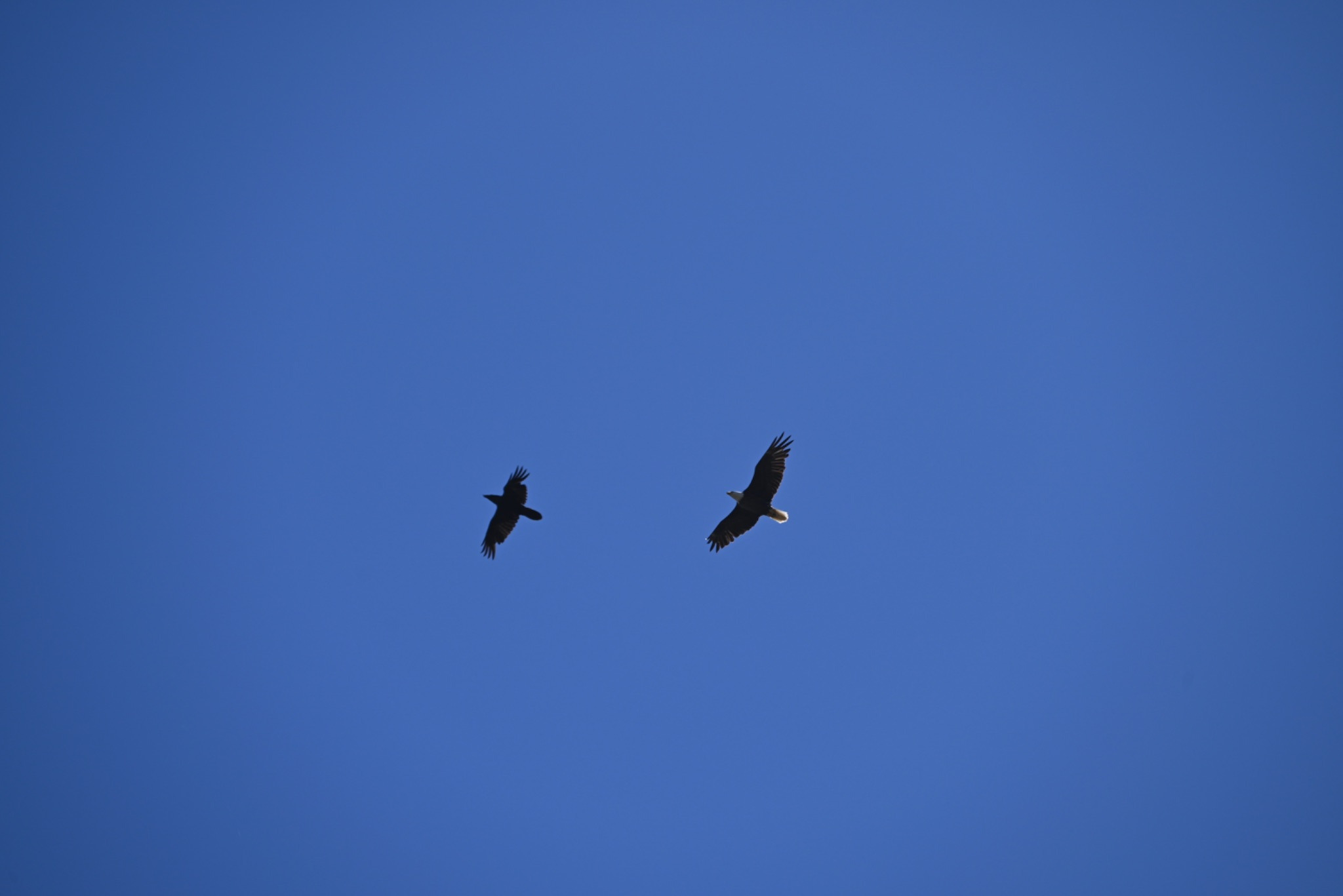 Two birds in flight. The crow is to the left, and the bald eagle follows closely behind. The backdrop of the sky is solid blue.