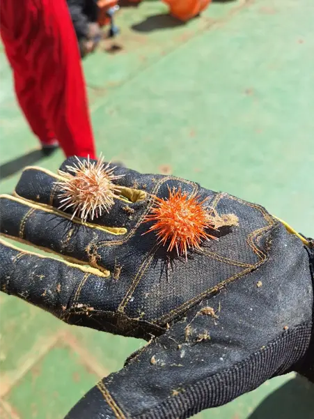 Two spikey, orange sea urchins are on someone's hand who is wearing a black glove.