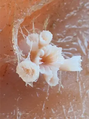 Close-up photo of a white-ish deep sea coral with five polyps.