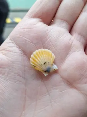 close up of a tiny yellowish scallop. Smaller than your nail on your thumb.