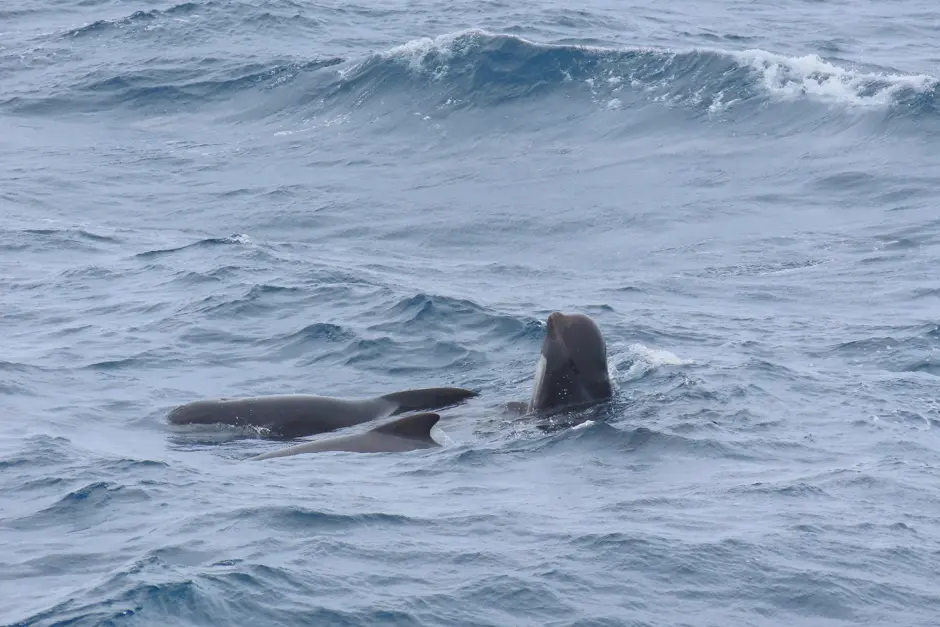 One pilot whale sticks its head up vertically out of the ocean. The backs of two other pilot whales can be seen to the left of this one.