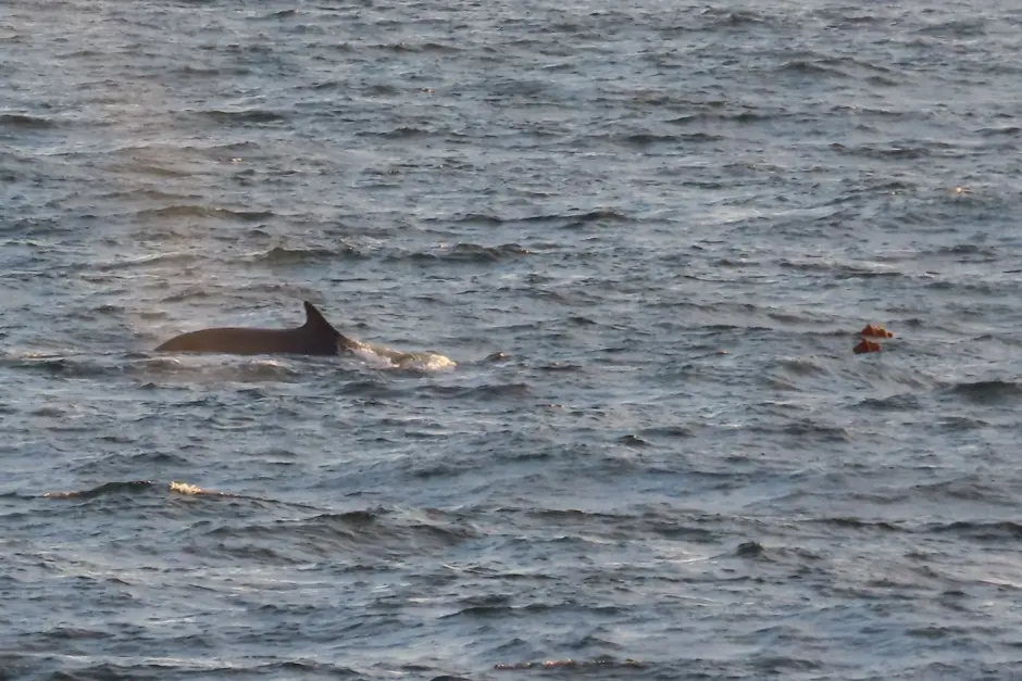The dorsal fin of a minke whale sticks out of the sea surface.