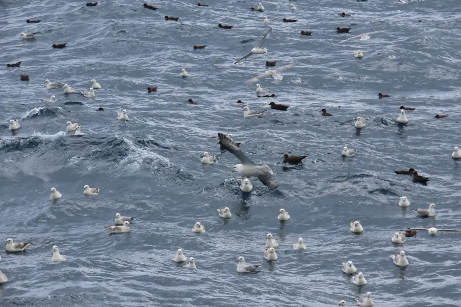 At least 50 black, white and gray birds float on the sea surface or are flying around.