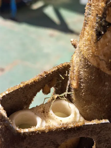 Close-up photo of a pycnogonid on a recovered microcat.